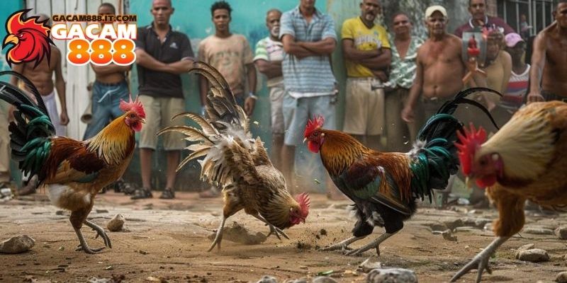 Đá gà cựa sắt