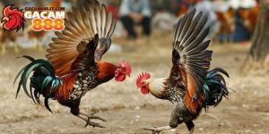 Đá gà cựa sắt