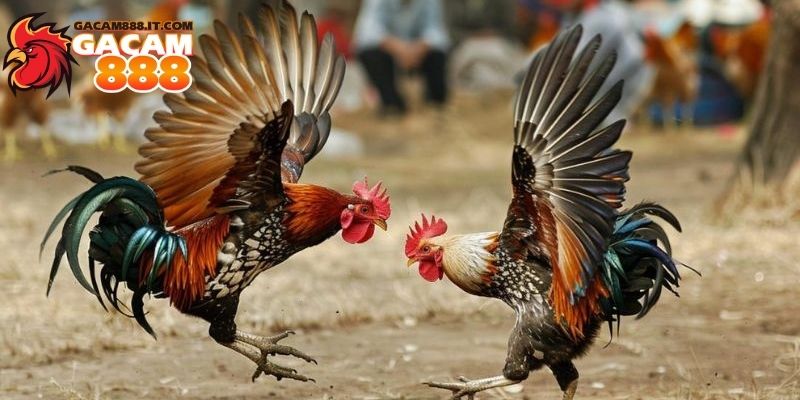Đá gà cựa sắt