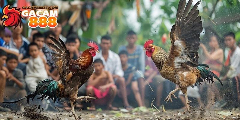 Thuật ngữ đá gà