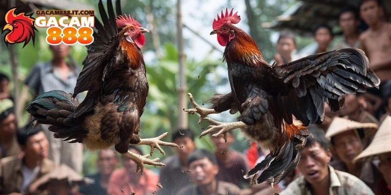 Thuật ngữ đá gà