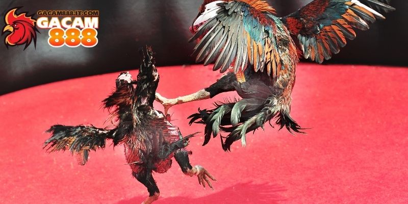 gacam888 có Lừa đảo không